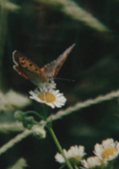 The Extinction of Landscape