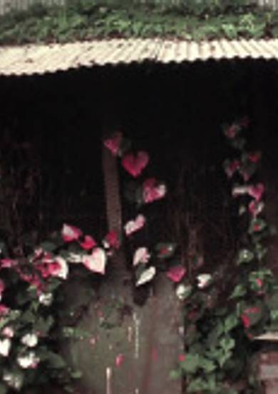 Shelter image