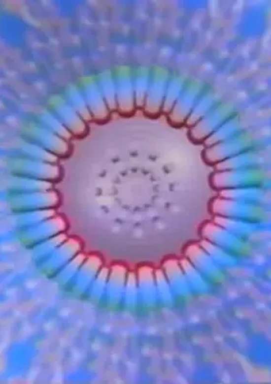 Embryo
