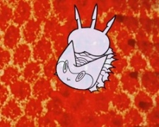 Poster for The Baby Birds of Norman McLaren