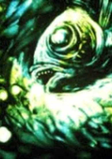 Aquatic image