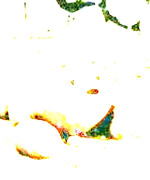 ภาพตัวละคร Doggy Poo