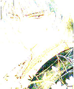 ภาพตัวละคร Seishirou Sakurazuka