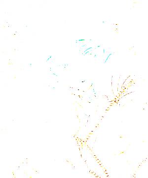 ภาพตัวละคร Phosphophyllite
