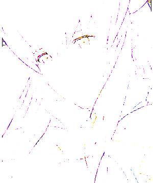 ภาพตัวละคร Shinon Kouzuki